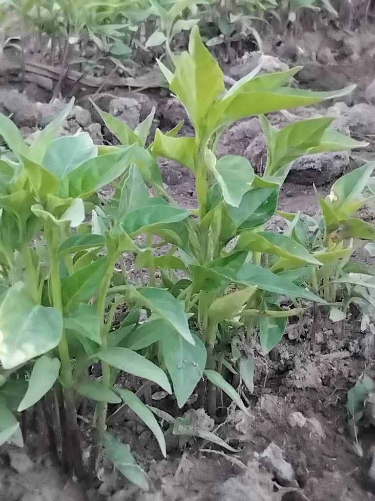 Land empowerment and agriculture